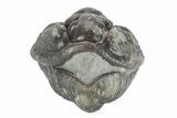 Wide Enrolled Flexicalymene Trilobite - Mt Orab, Ohio #245183-1